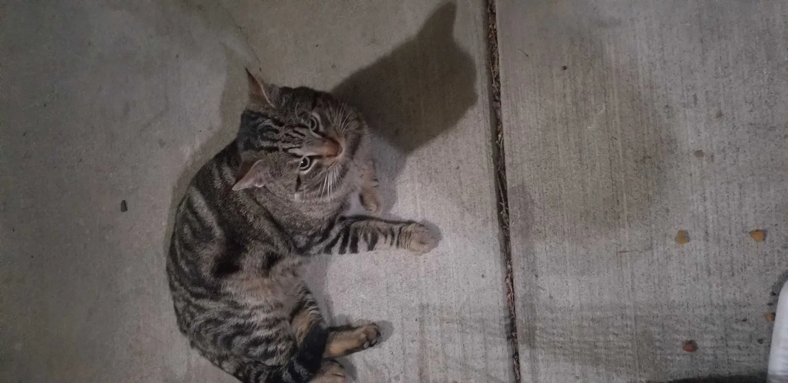 Found cat in Sacramento, CA, 95833