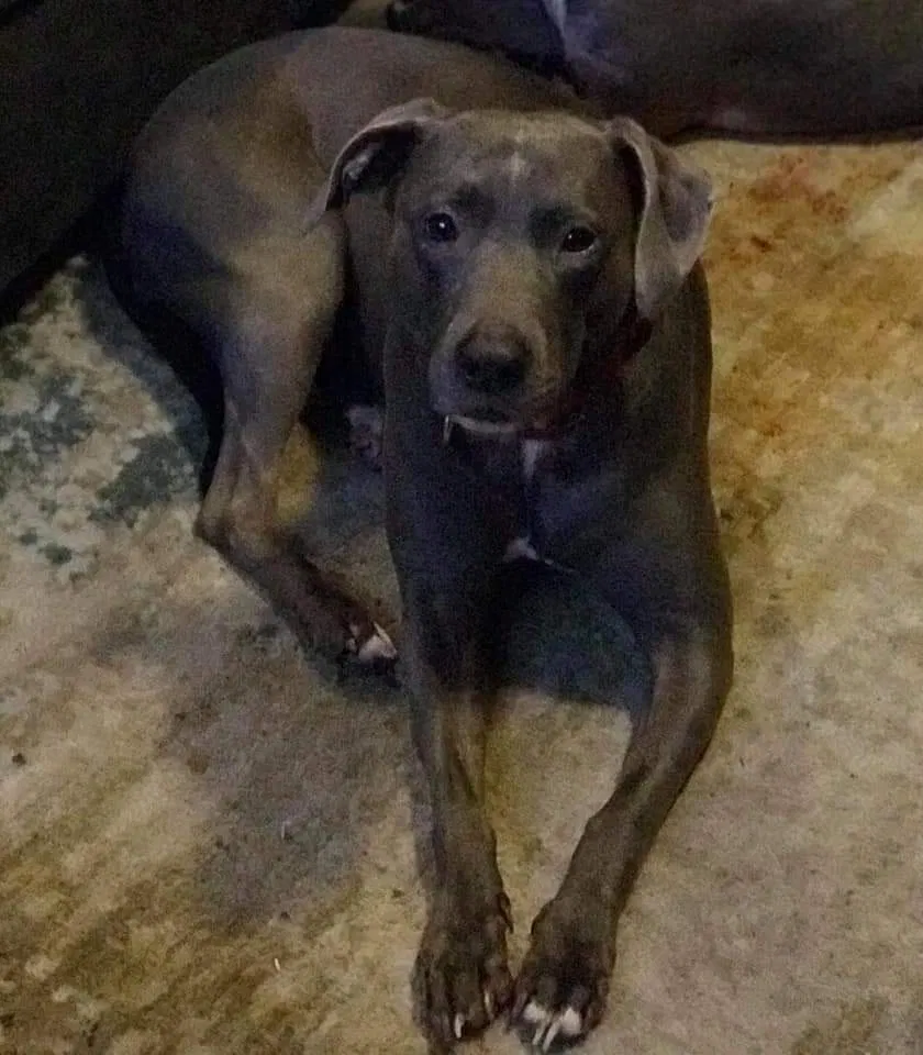 Lost dog in Micanopy, FL, 32667