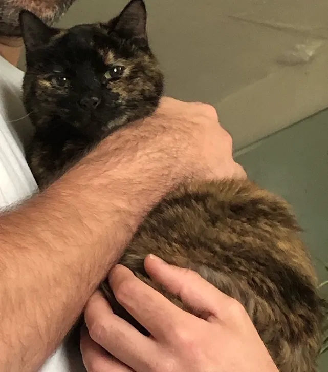 Lost cat in Gainesville, FL, 32601