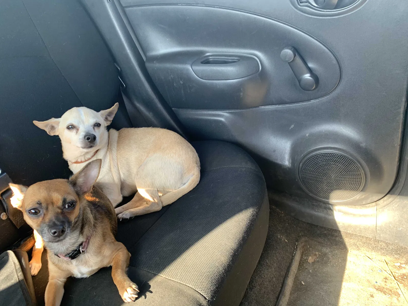Lost dog in Tyler, TX, 75706