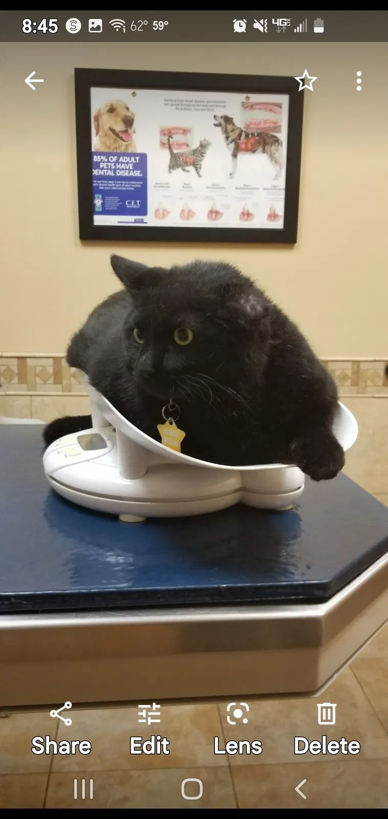 Lost cat in Mesa, AZ, 85203