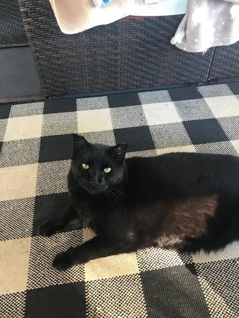 Lost cat in Palm Bay, FL, 32907