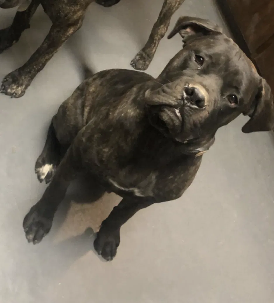 Lost dog in Haysville, KS, 67060