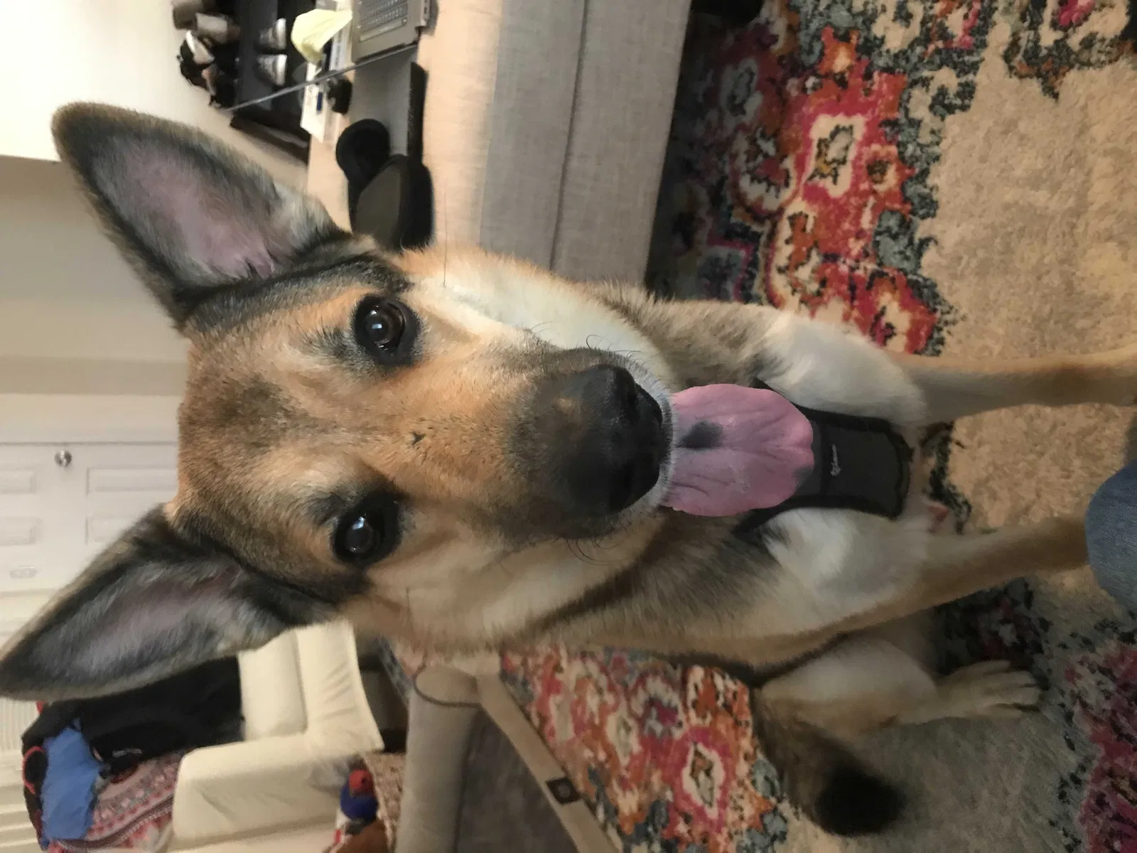 Lost dog in Virginia Beach, VA, 23456