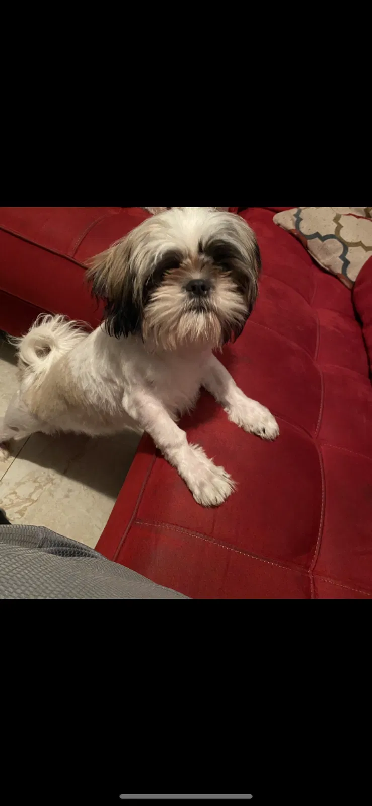 Lost dog in Fort Lauderdale, FL, 33323