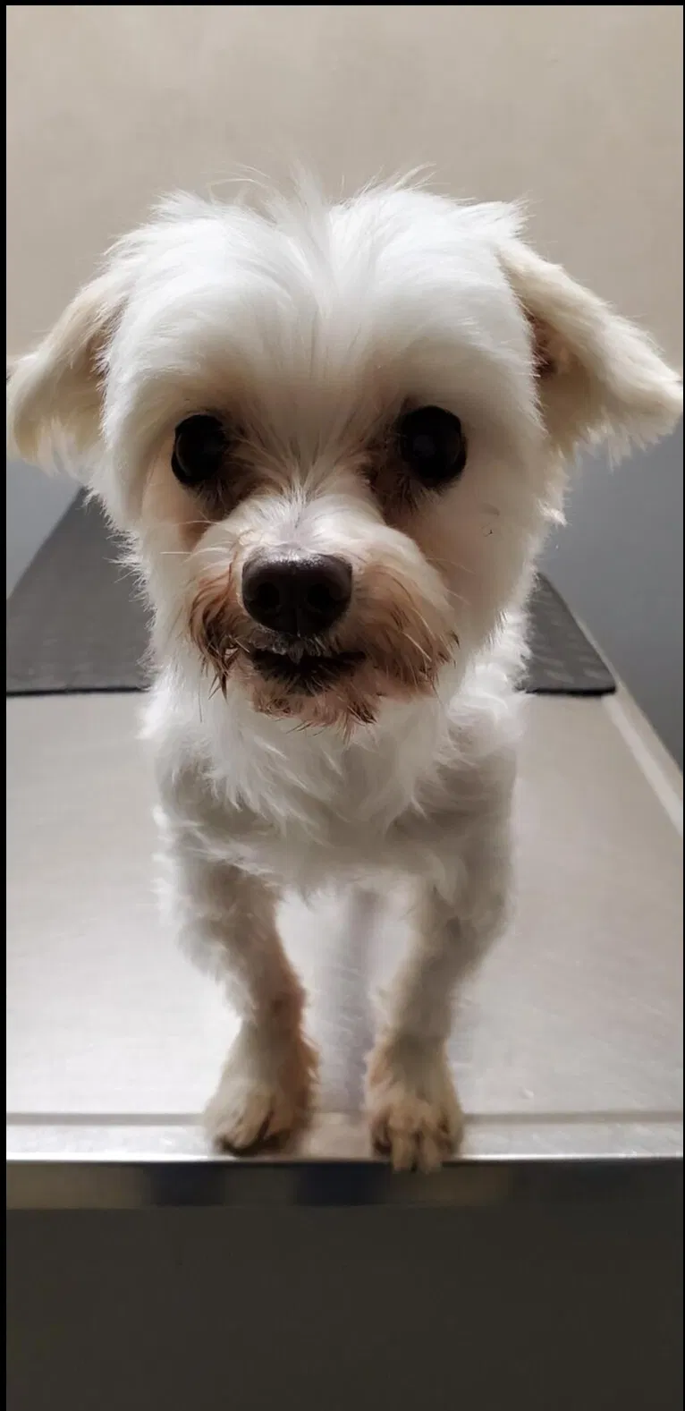 Lost dog in Pompano Beach, FL, 33068