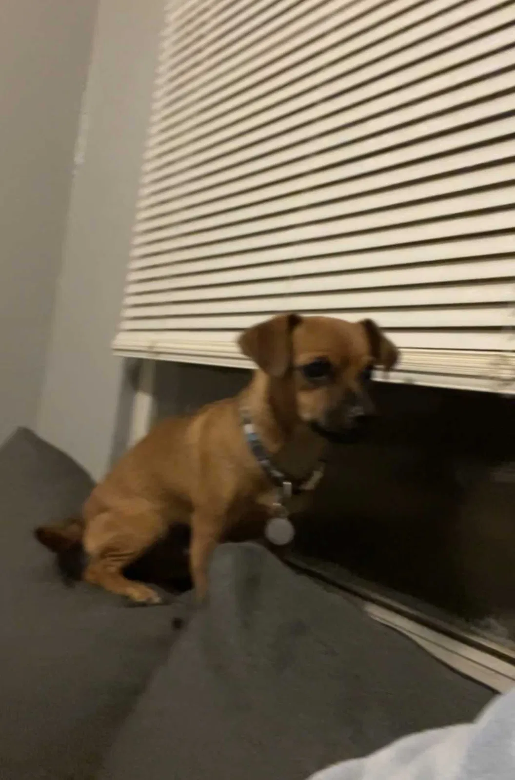 Lost dog in Jacksonville, FL, 32210