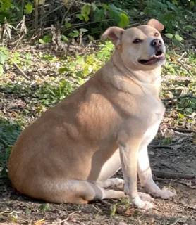 Lost dog in Dundalk, MD, 21222