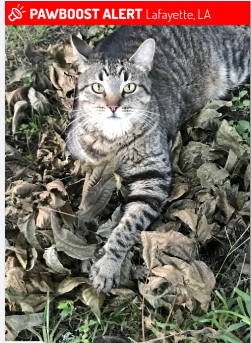 Lost cat in Lafayette, LA, 70508