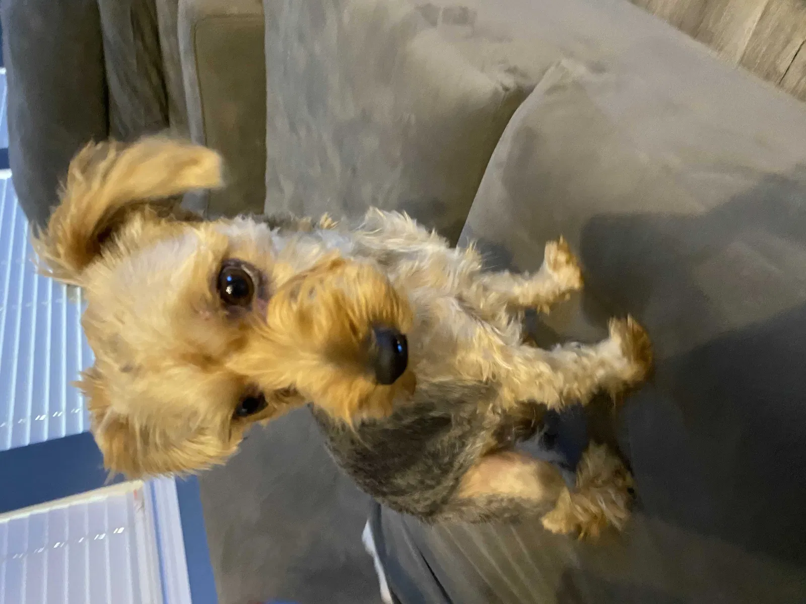 Lost dog in Sun City, CA, 92585
