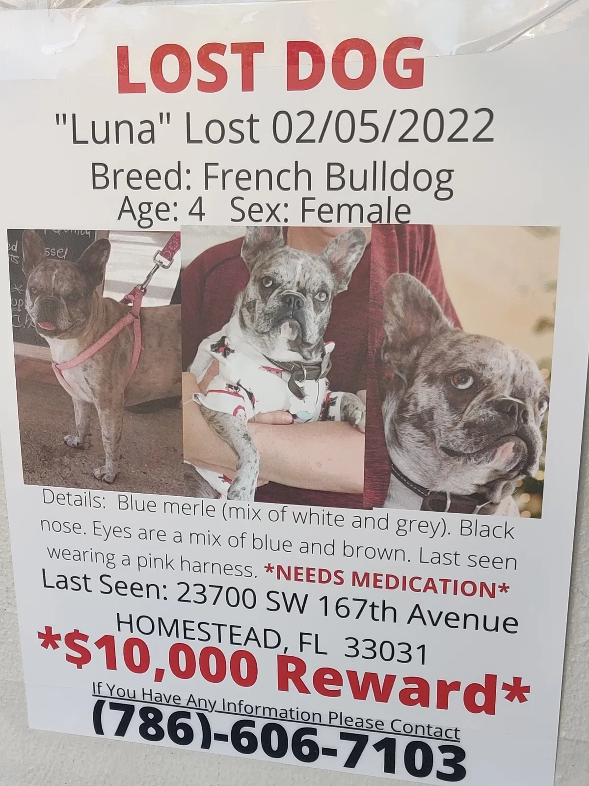 Lost dog in Homestead, FL, 33031