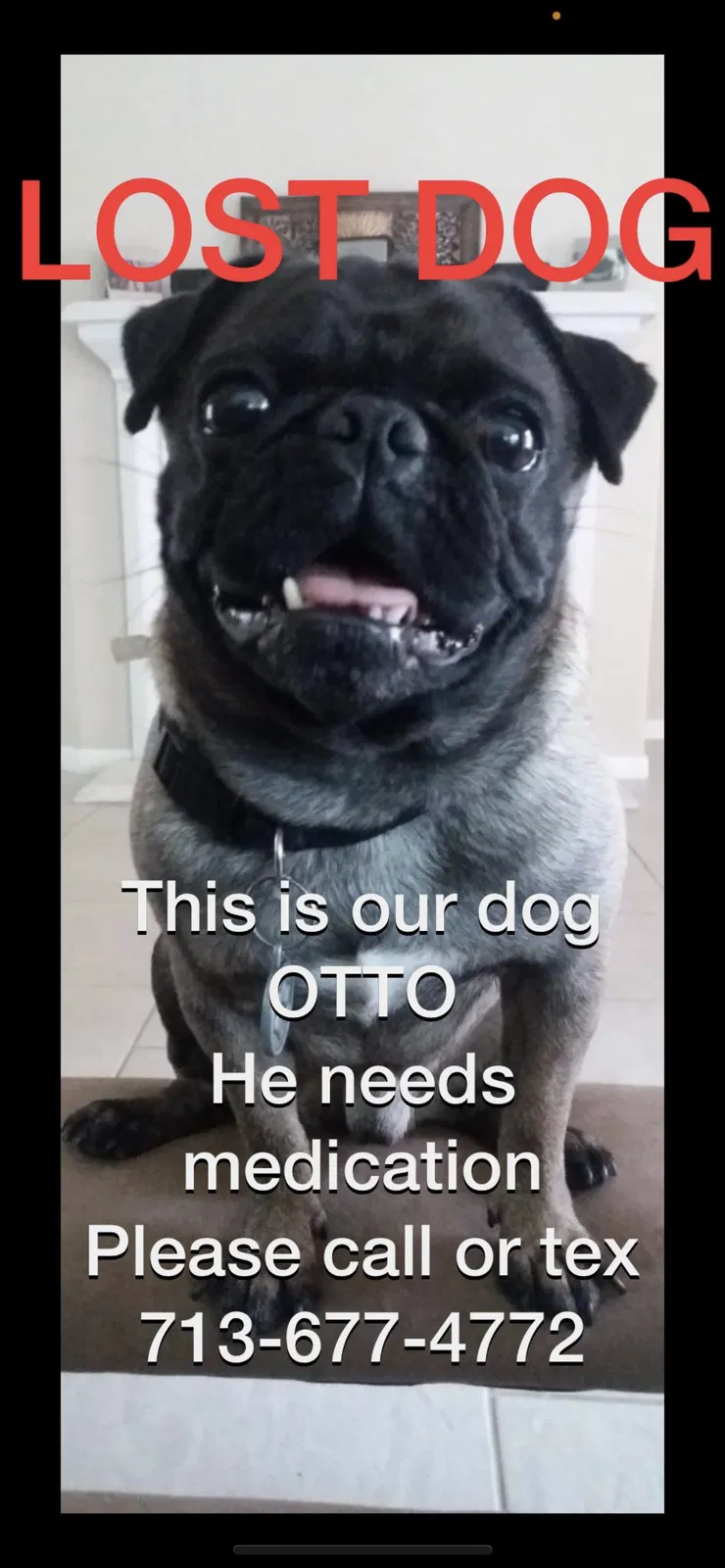 Lost dog in Katy, TX, 77449
