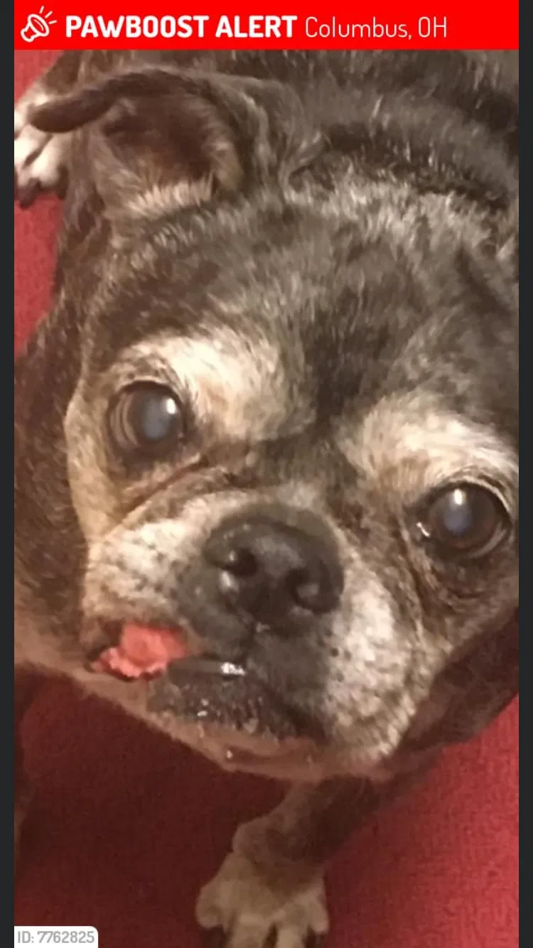 Lost dog in Columbus, OH, 43223