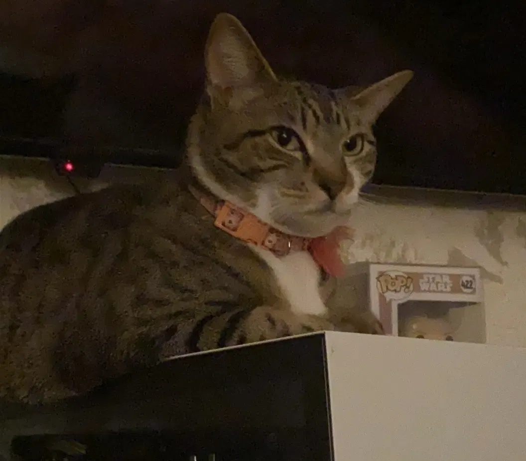 Lost cat in Homestead, FL, 33033
