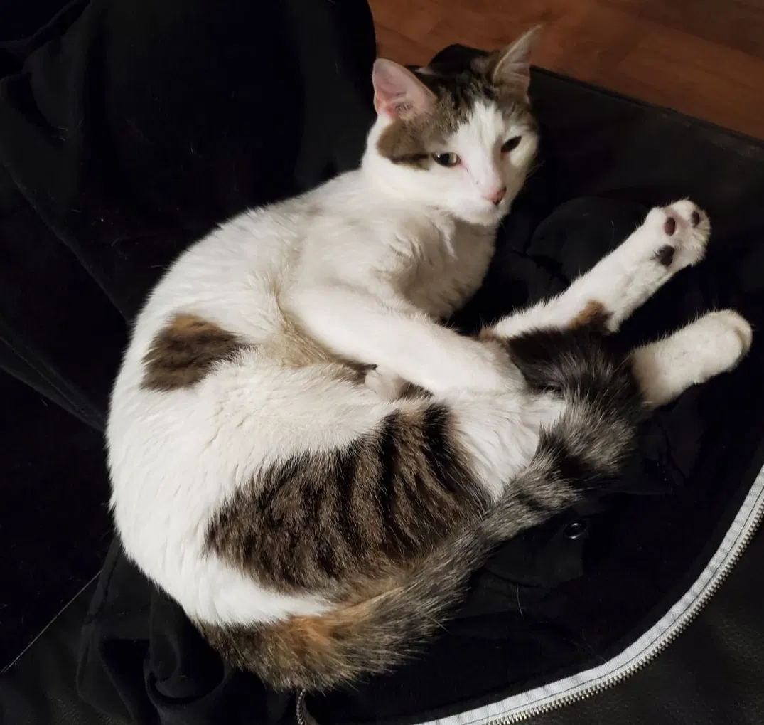 Lost cat in Oviedo, FL, 32765