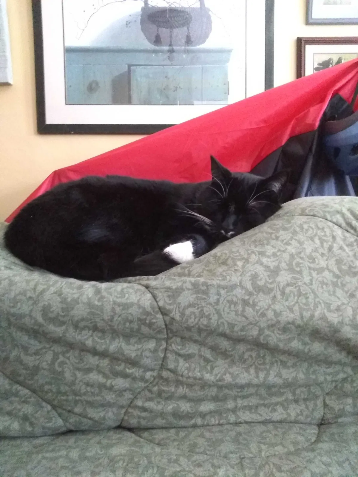 Lost cat in Keene, NH, 3431