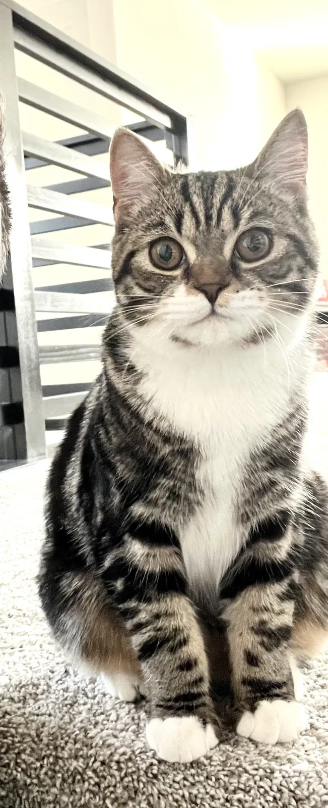 Lost cat in Rocklin, CA, 95765