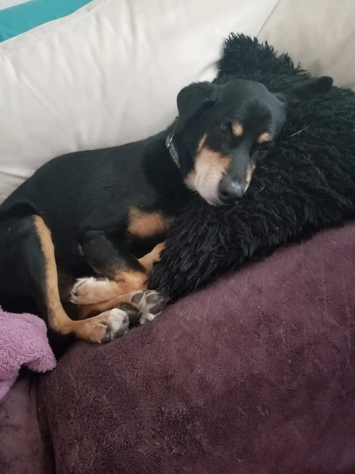 Lost dog in Saint Petersburg, FL, 33714