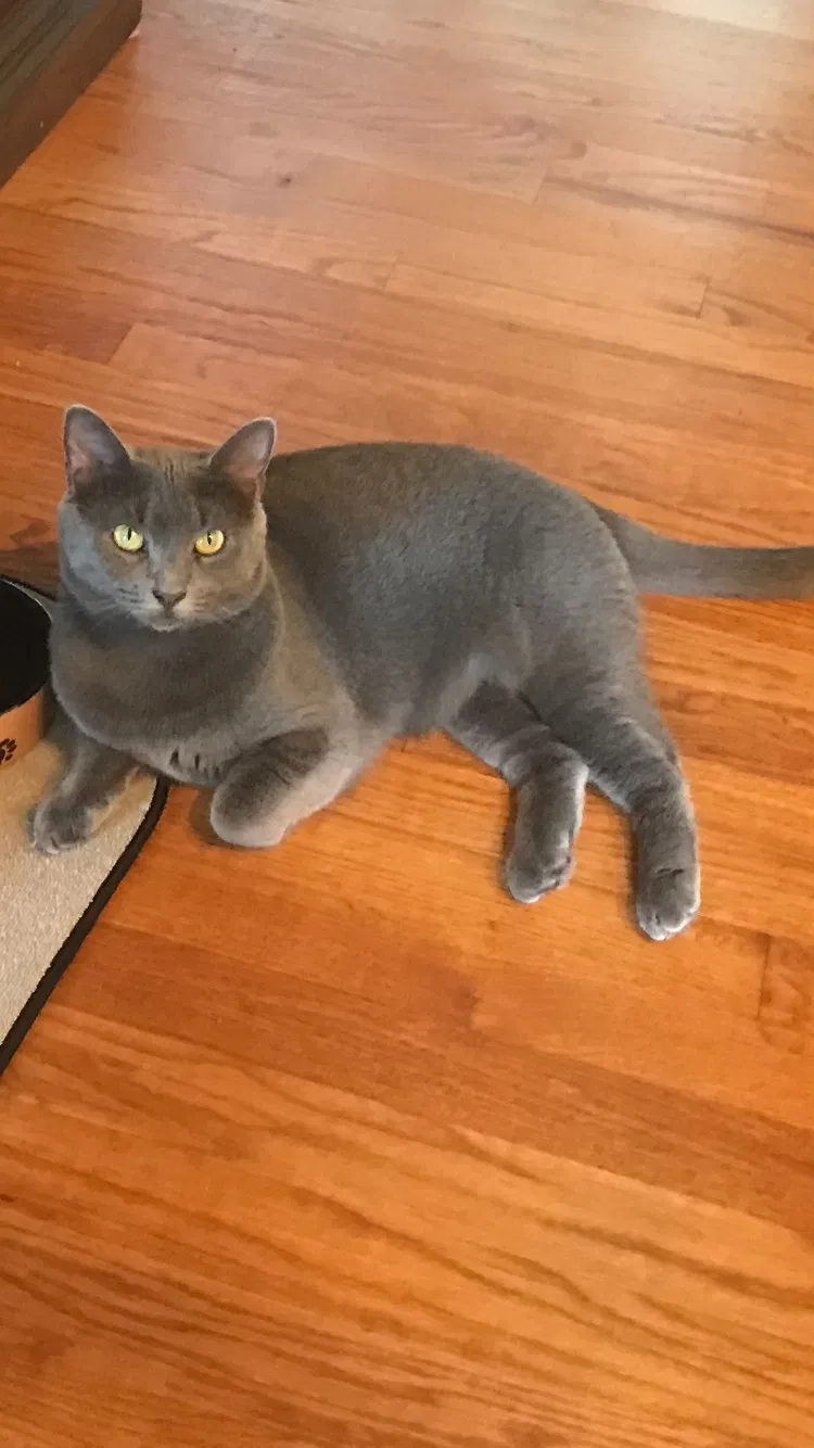 Lost cat in Unknown, GA, 39135