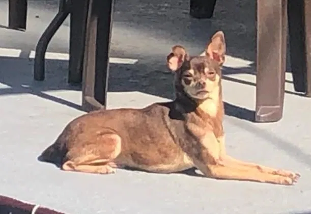 Lost dog in Port Richey, FL, 34668