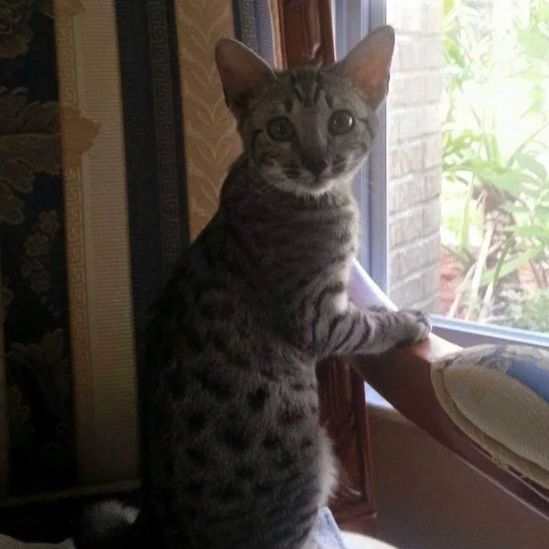 Lost cat in Bridge City, TX, 77611