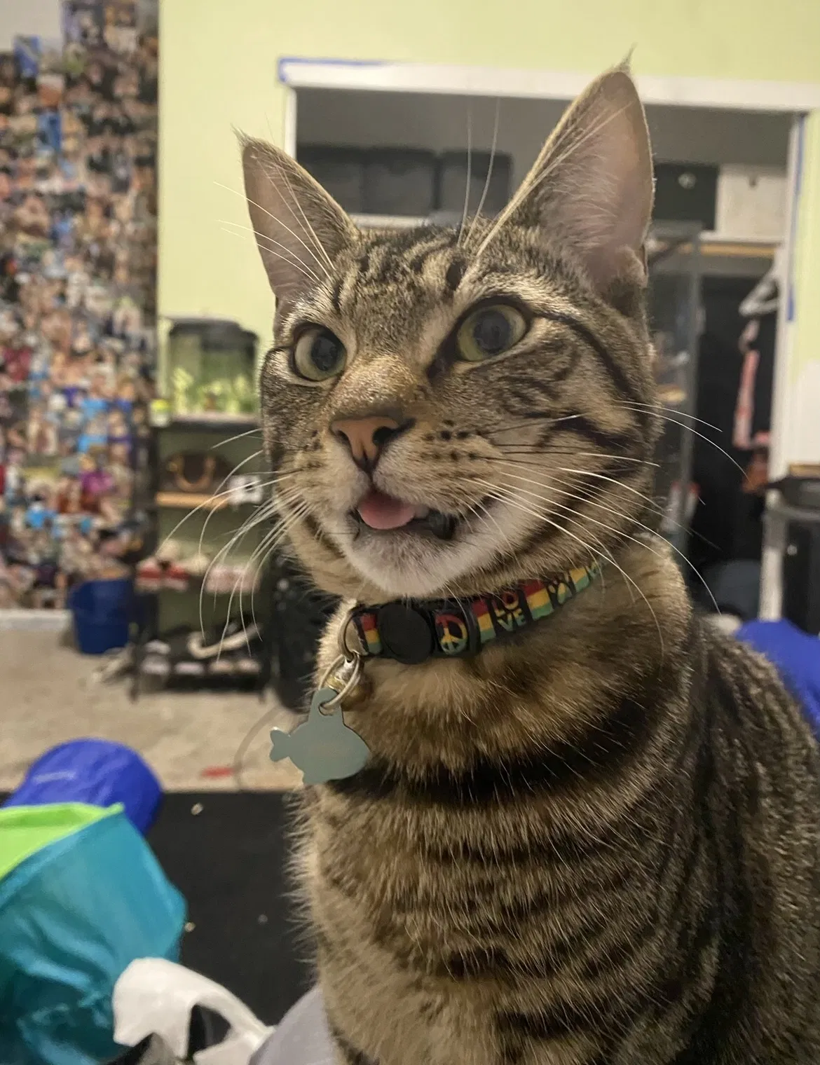 Lost cat in Rocklin, CA, 95677