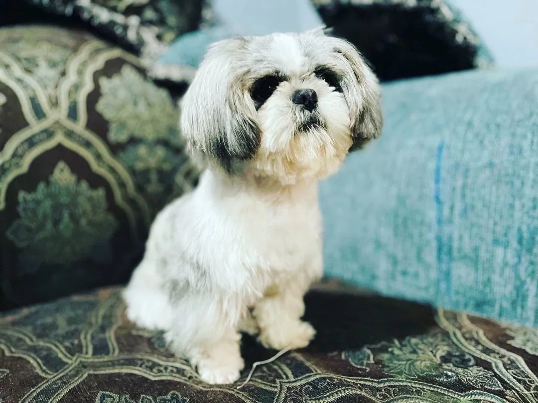 Lost dog in San Jose, CA, 95112