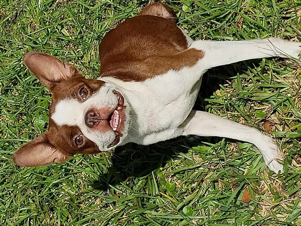 Lost dog in Lake Butler, FL, 32054