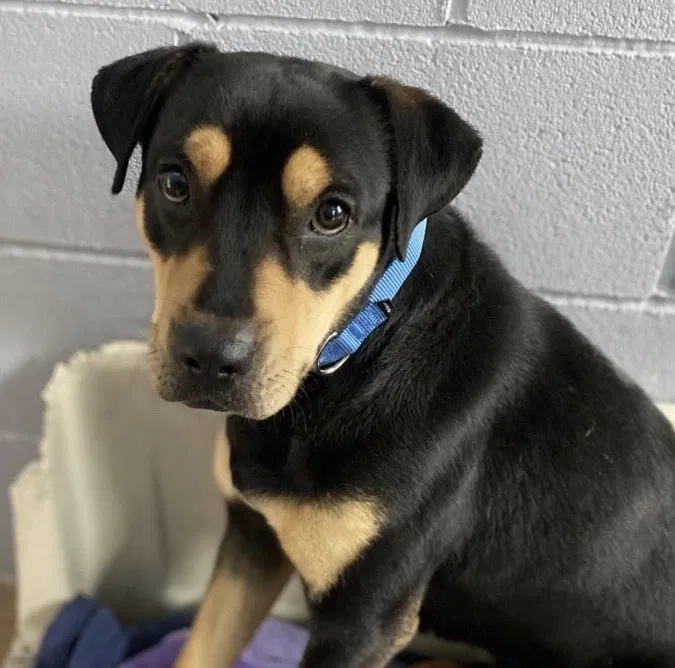 Lost dog in Driftwood, TX, 78619