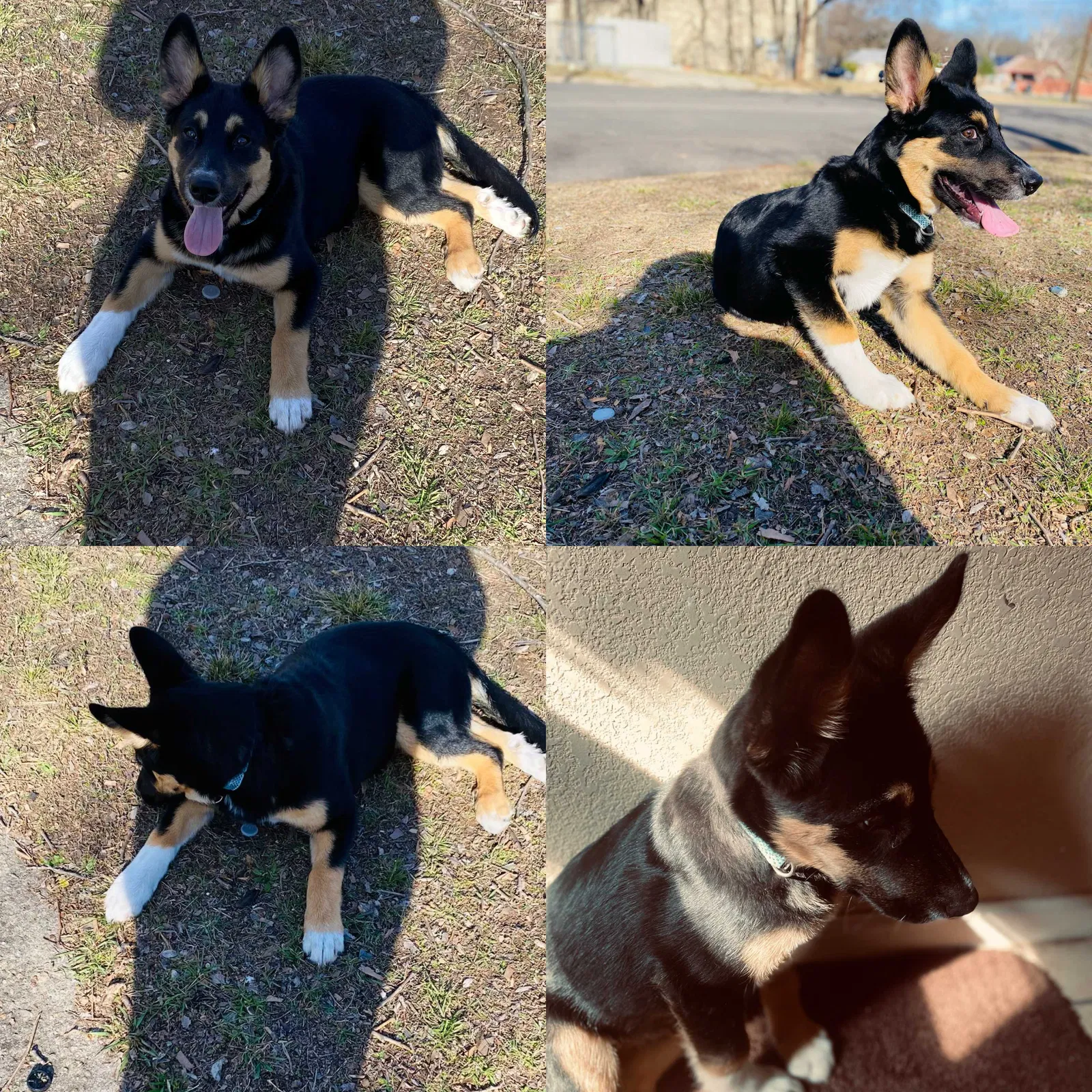 Lost dog in Killeen, TX, 76541