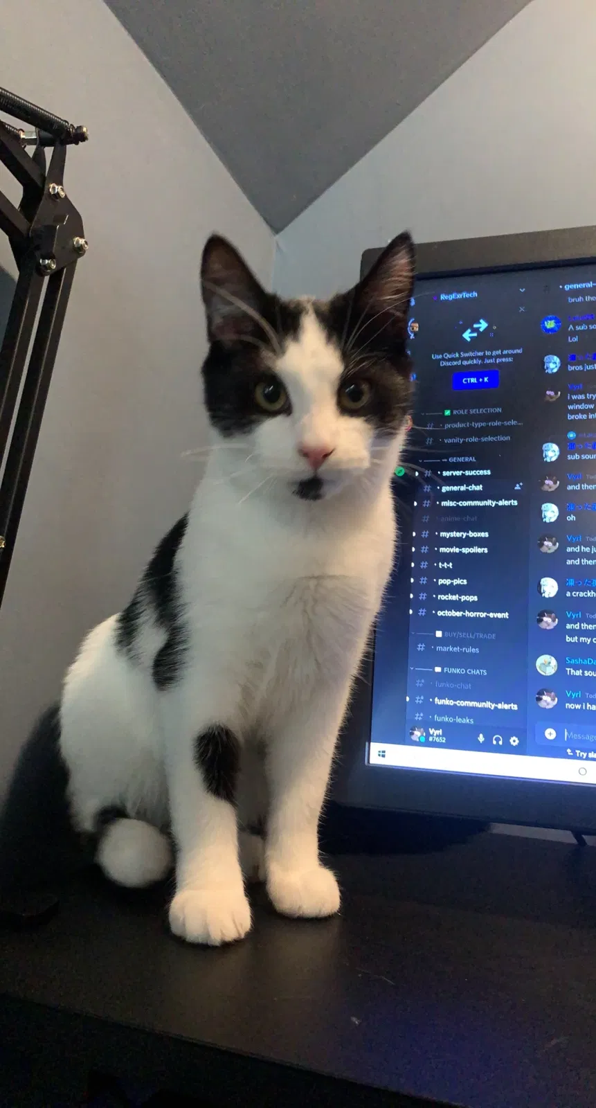Lost cat in Flat Rock, NC, 28731