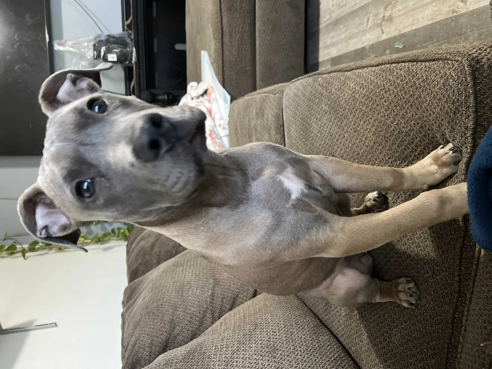 Lost dog in Dallas, TX, 75243