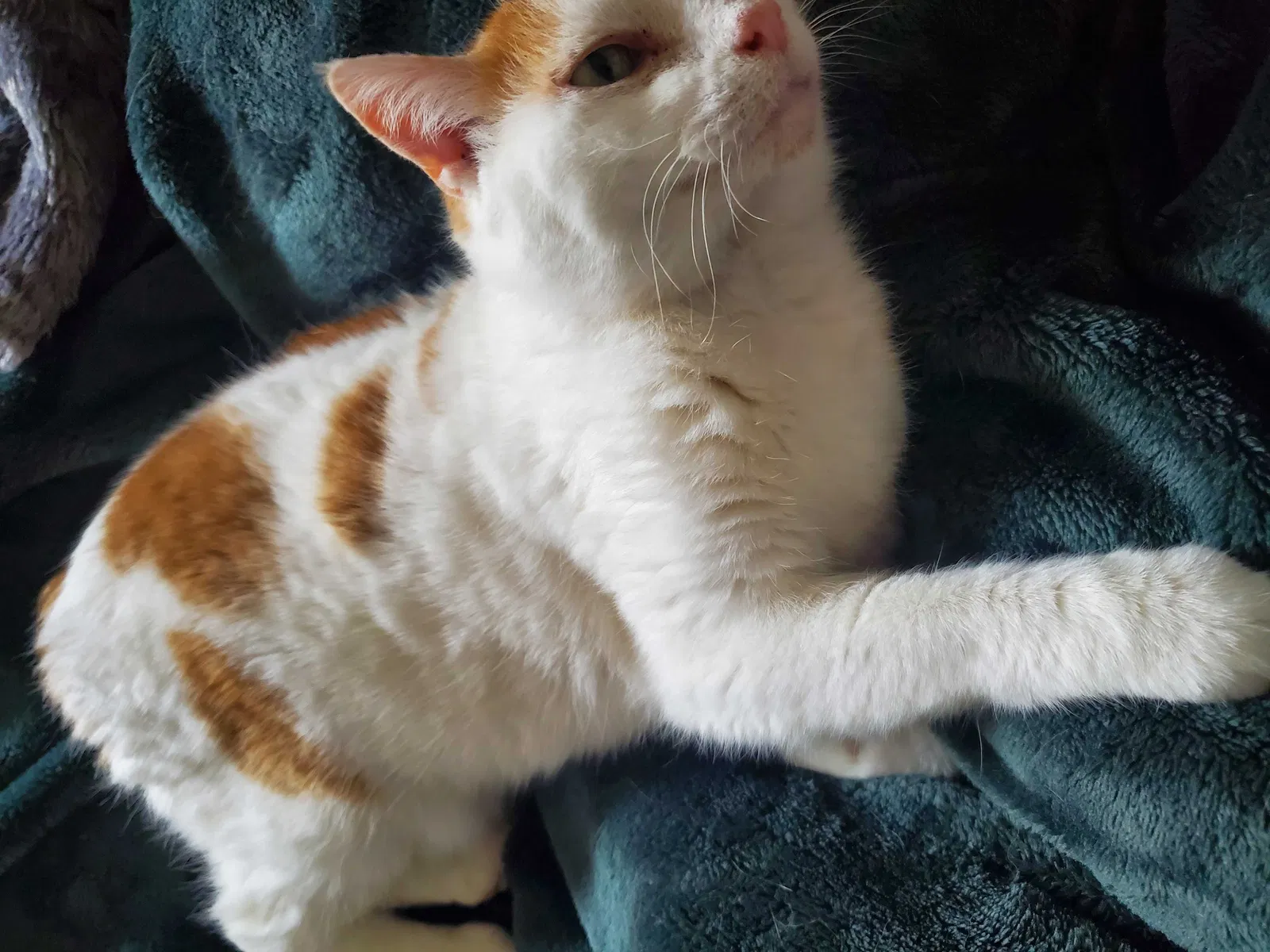 Lost cat in Ooltewah, TN, 37363