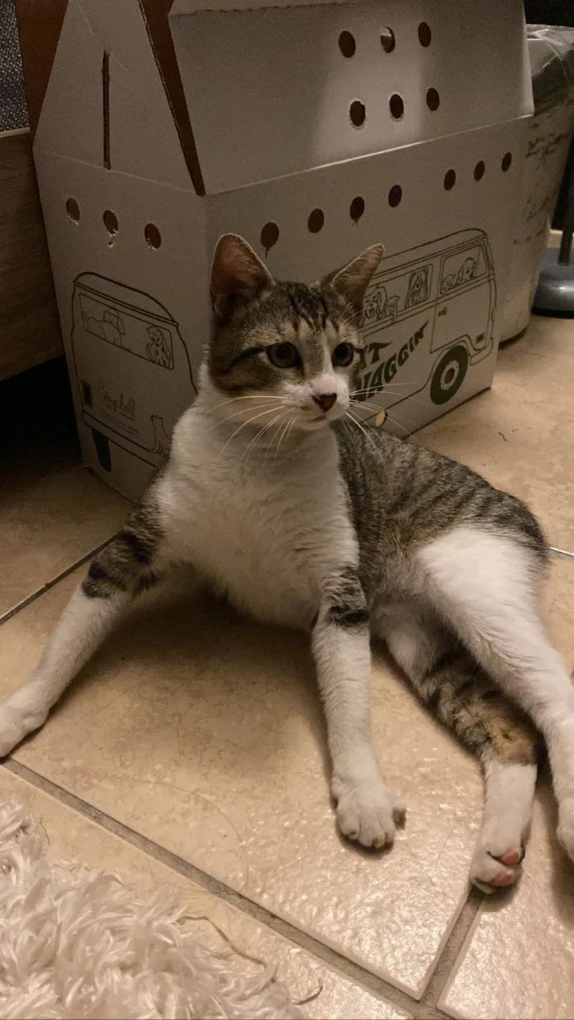 Lost cat in Harlingen, TX, 78550
