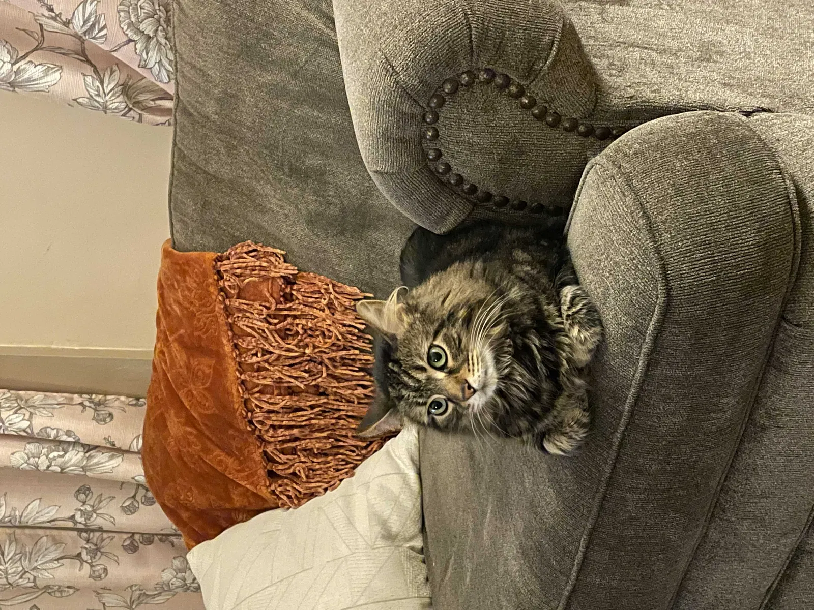 Lost cat in Slatersville, RI, 2876