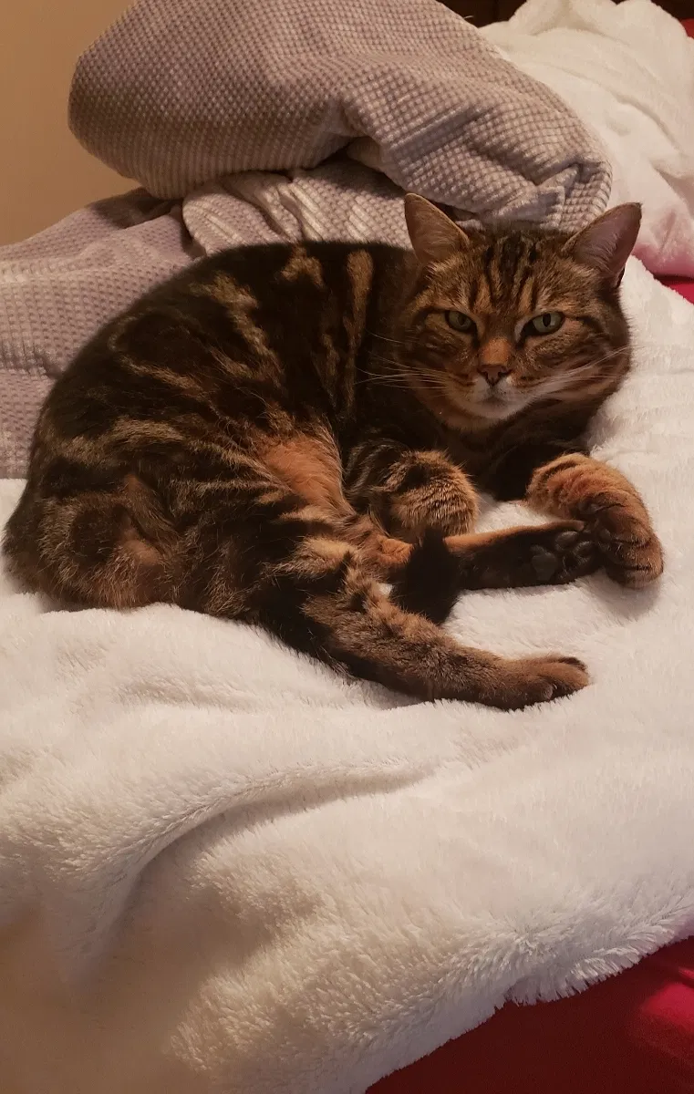 Lost cat in Albany, OR, 97322