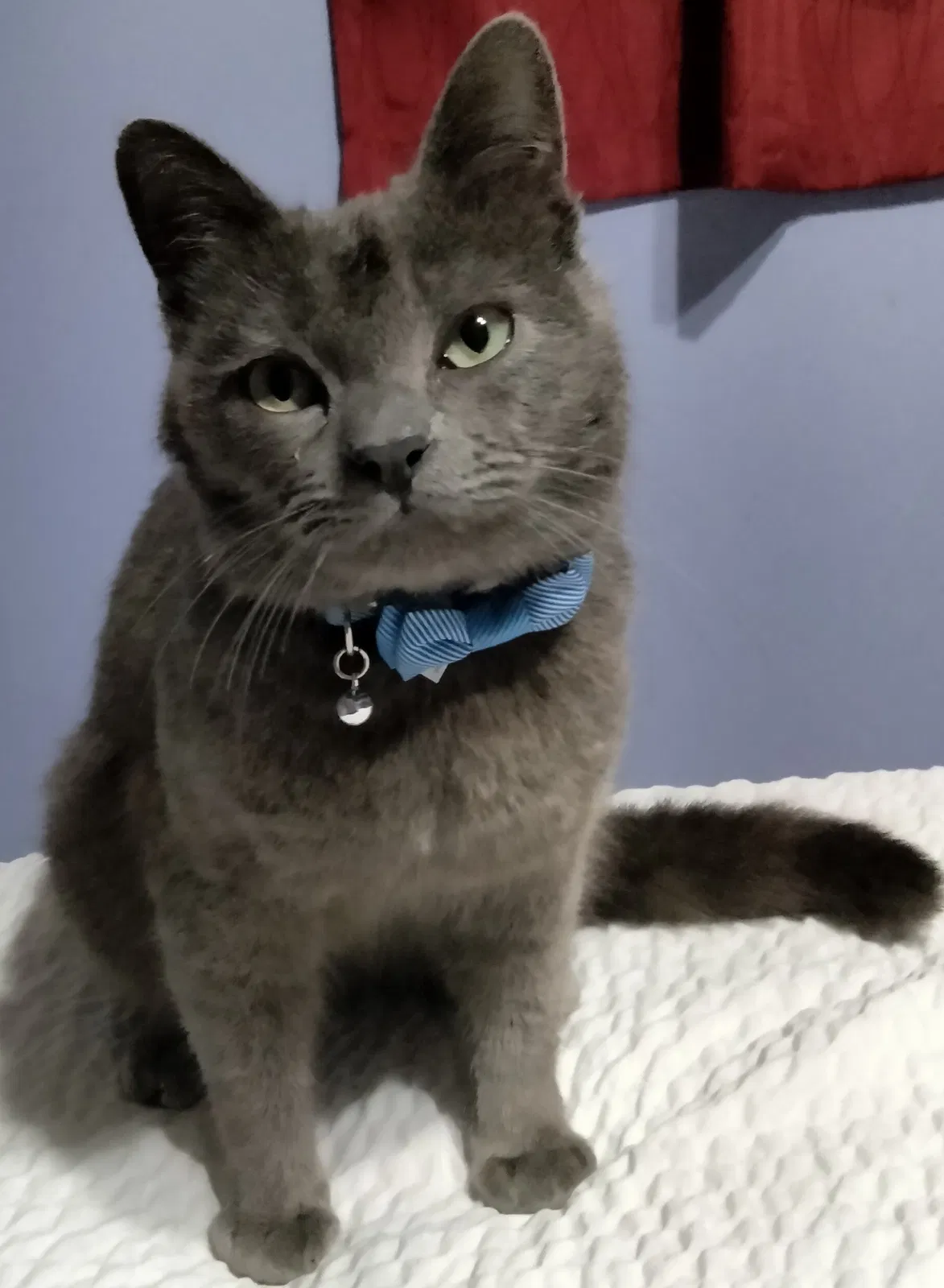 Lost cat in Torrance, CA, 90502