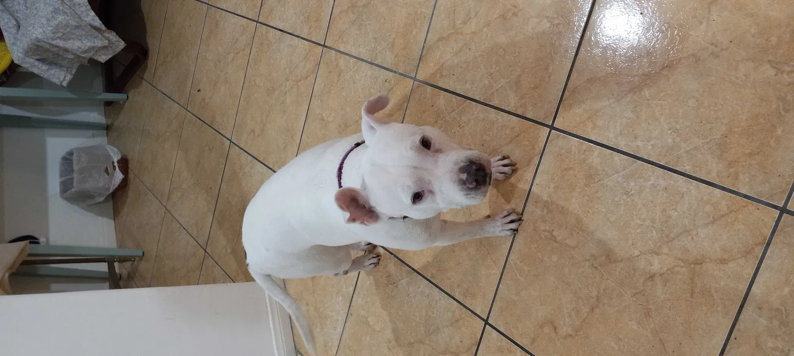 Lost dog in Norwalk, CA, 90650