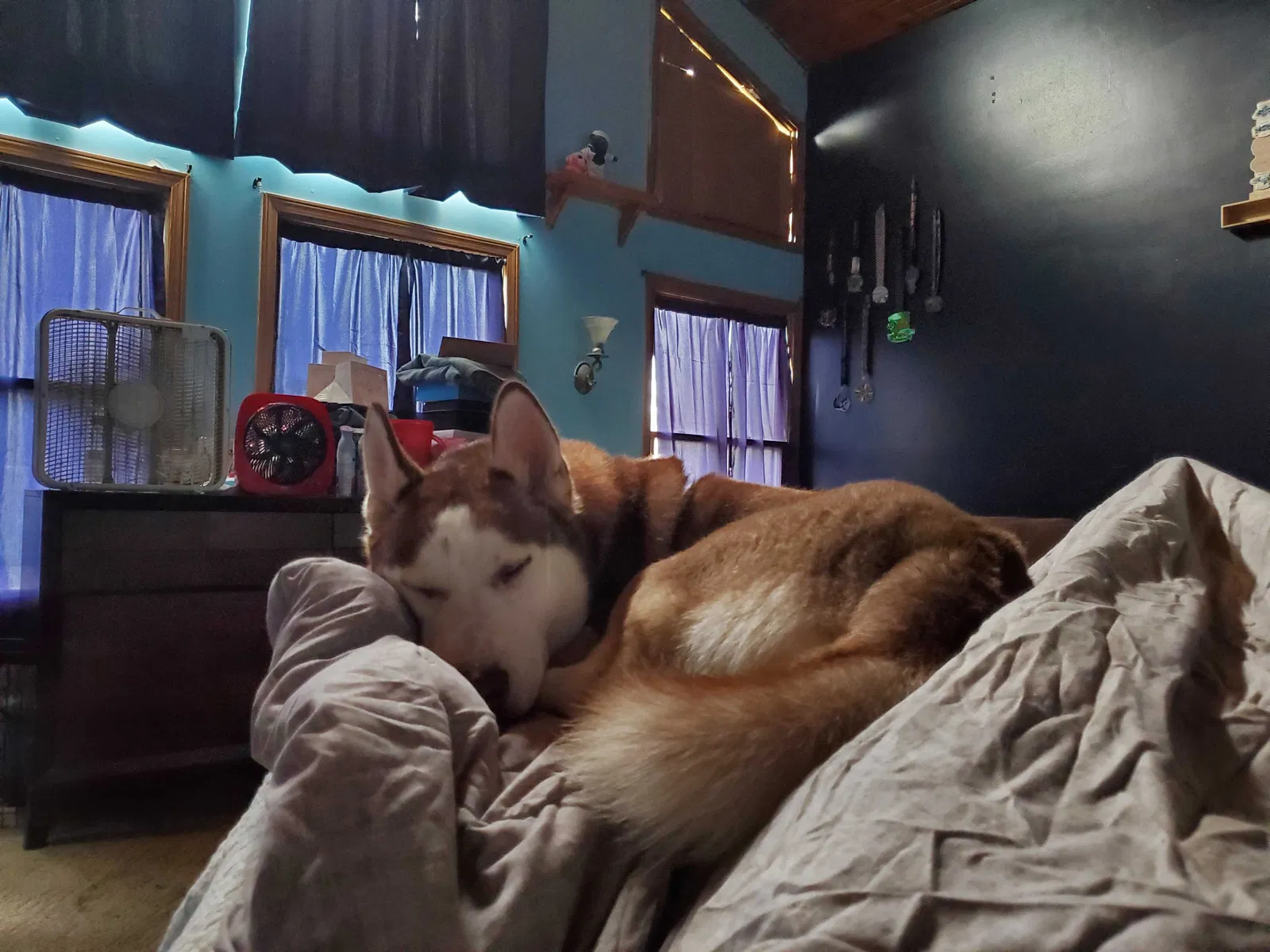 Lost dog in Eaton, IN, 47338