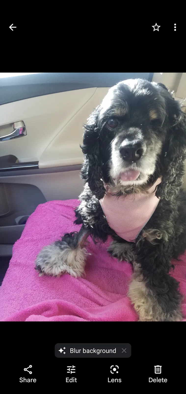 Lost dog in Austin, TX, 78747
