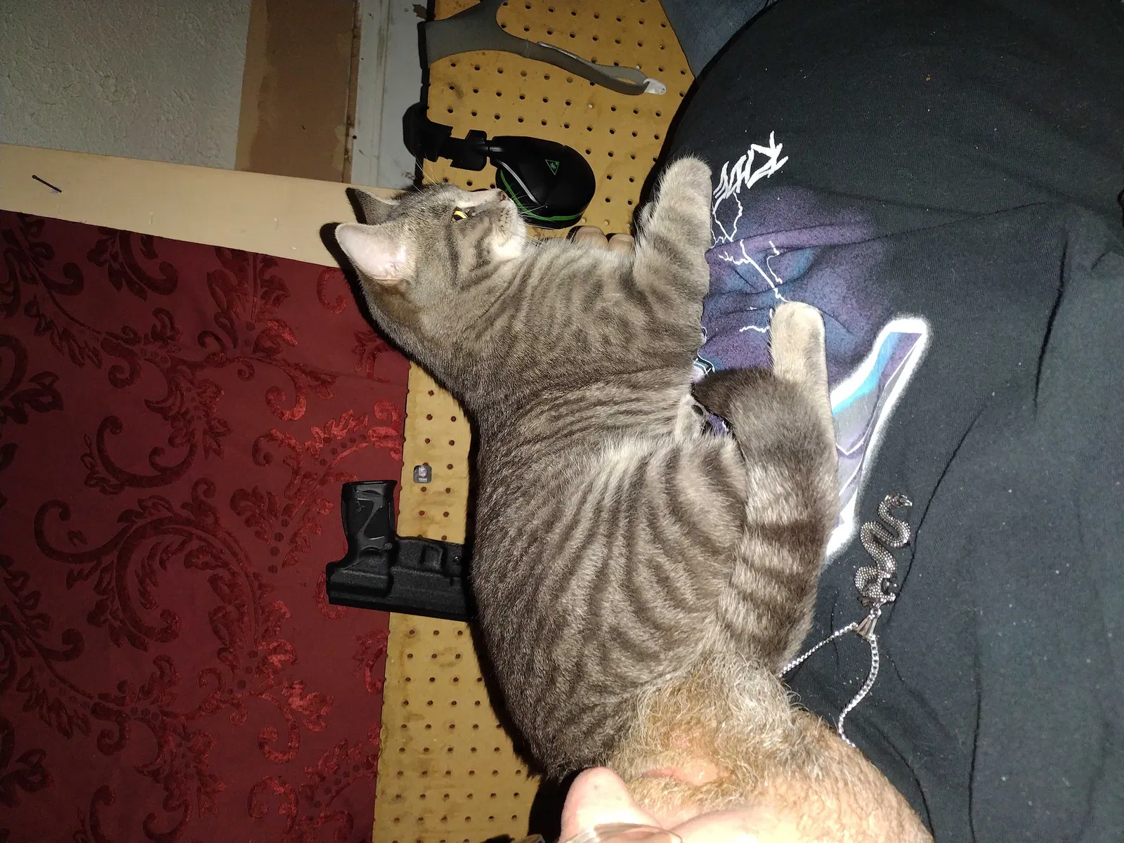 Lost cat in Louisville, KY, 40216