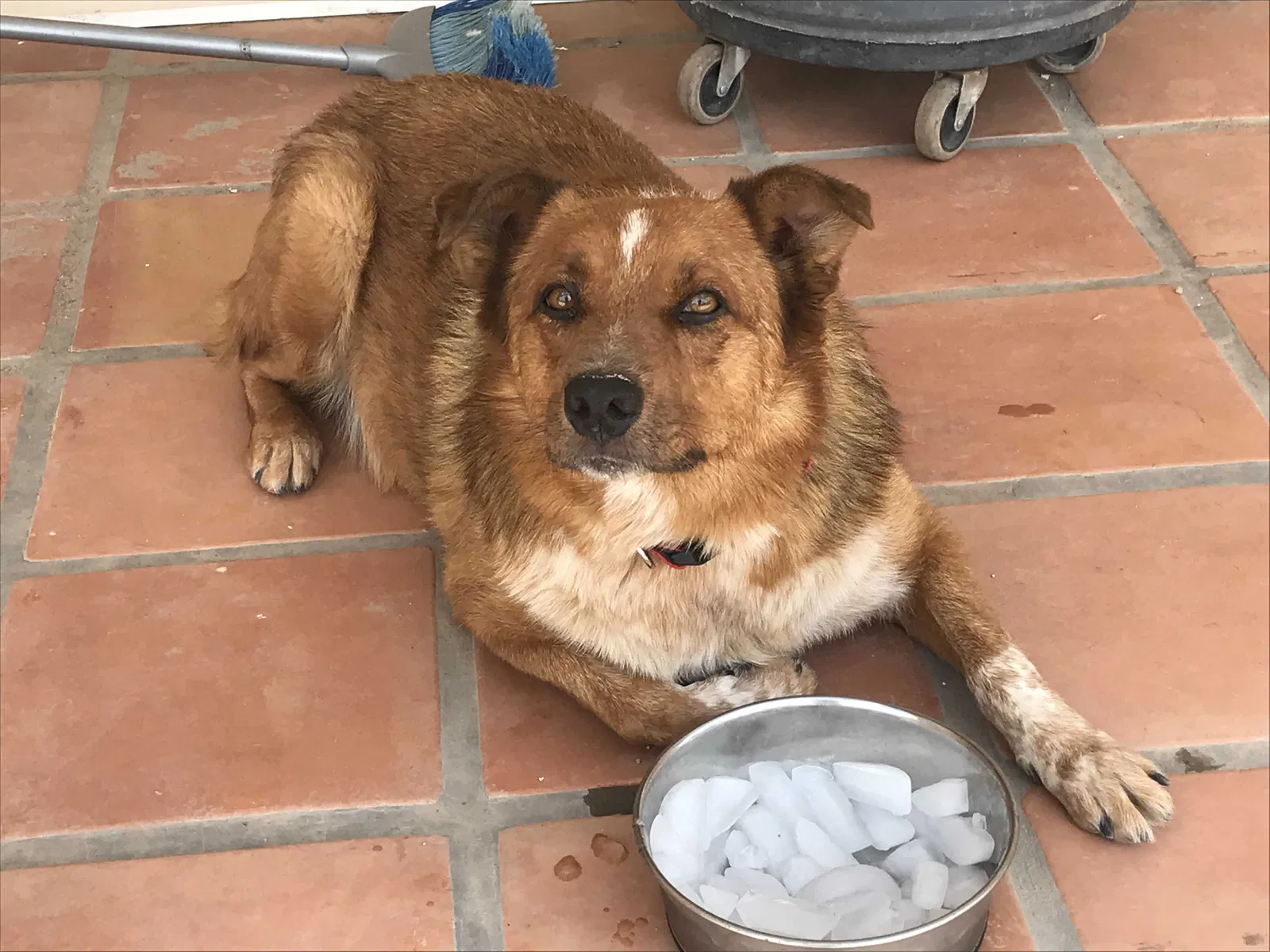 Lost dog in Henderson, NV, 89002
