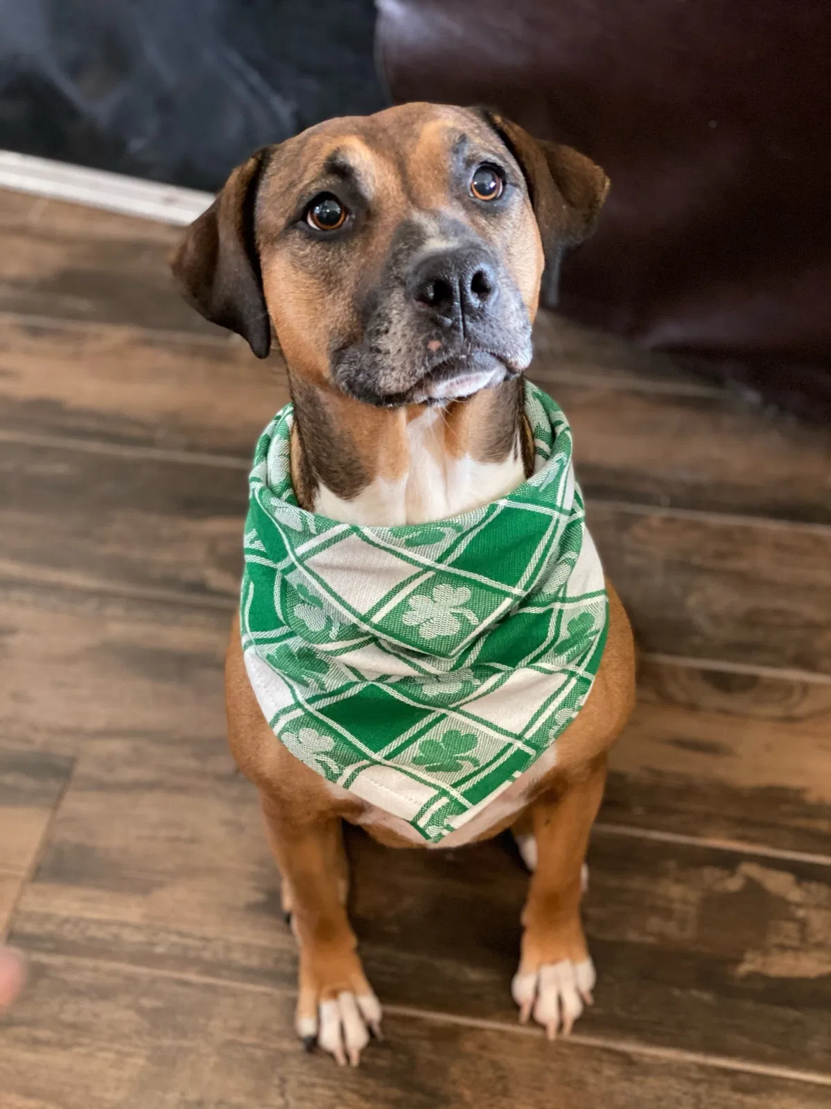 Lost dog in Amarillo, TX, 79119