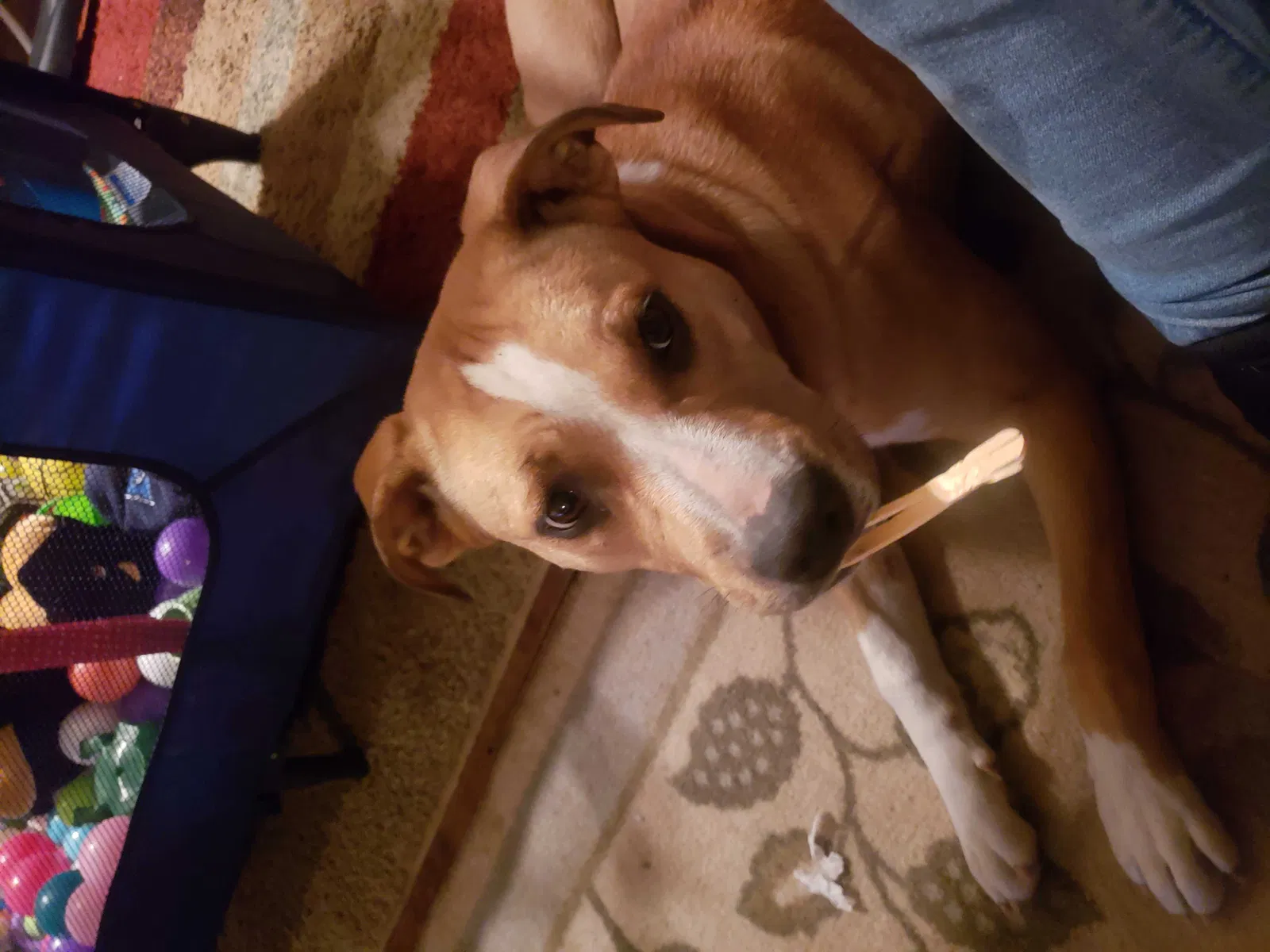 Lost dog in Steele, MO, 63877
