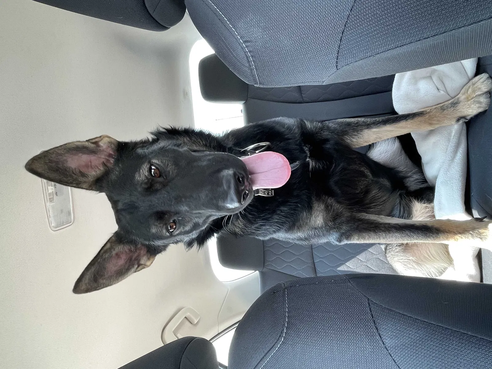 Lost dog in Amarillo, TX, 79107