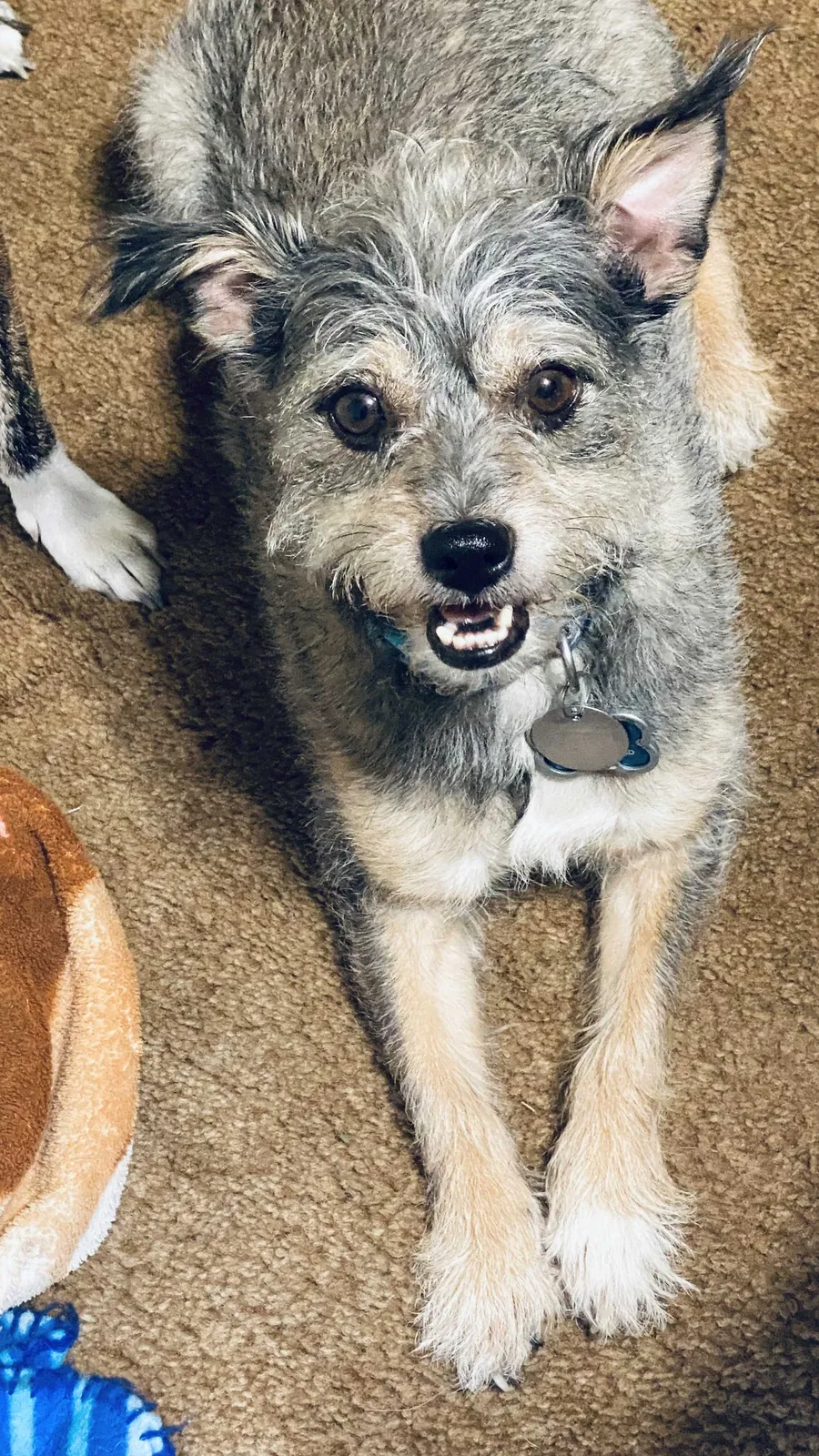 Lost dog in Upland, CA, 91786