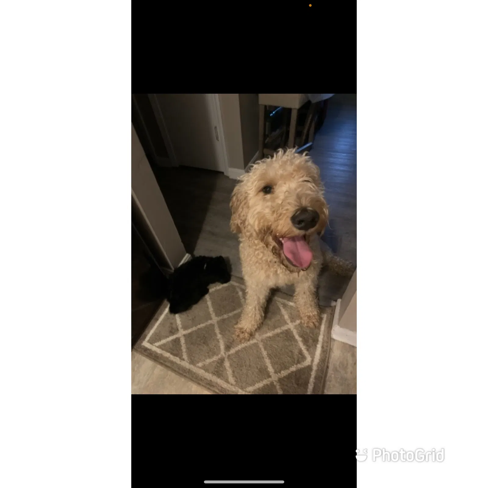 Lost dog in Louisville, KY, 40228