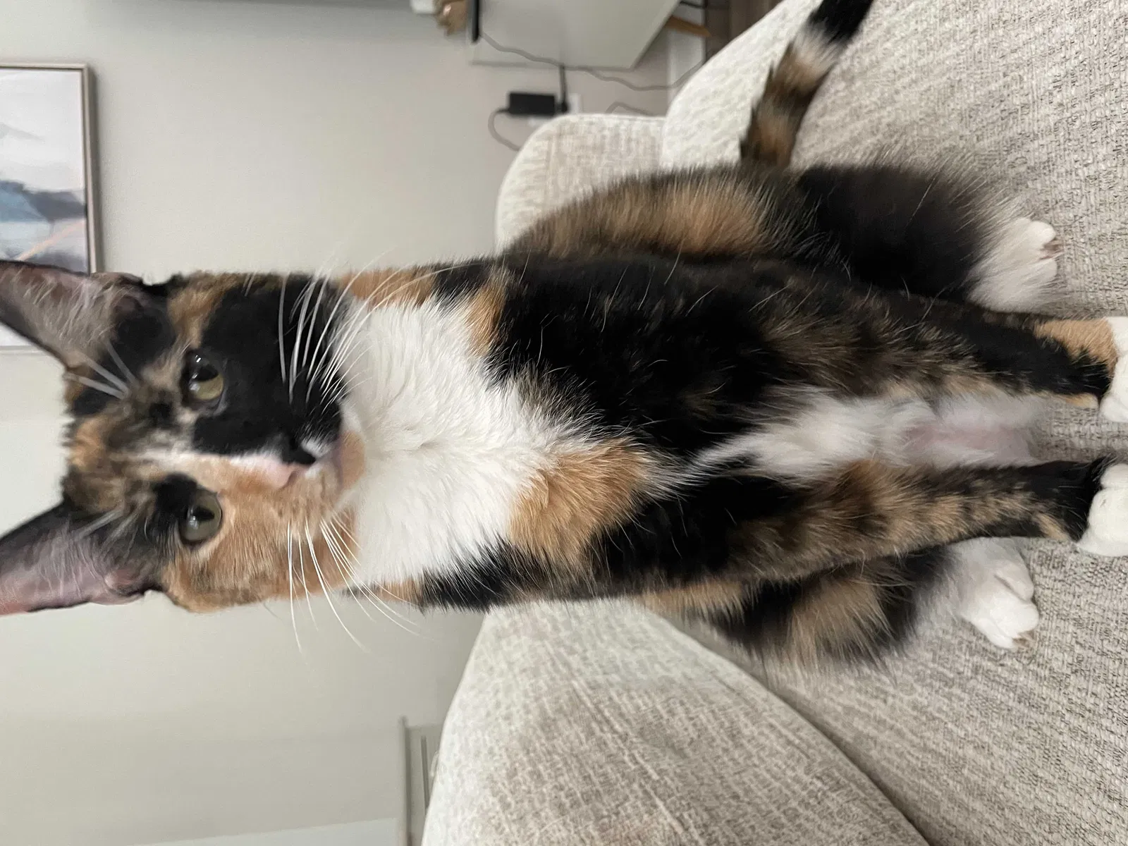Lost cat in Indianapolis, IN, 46217