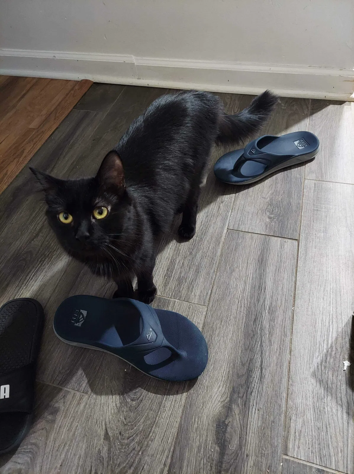 Lost cat in Vienna, VA, 22181