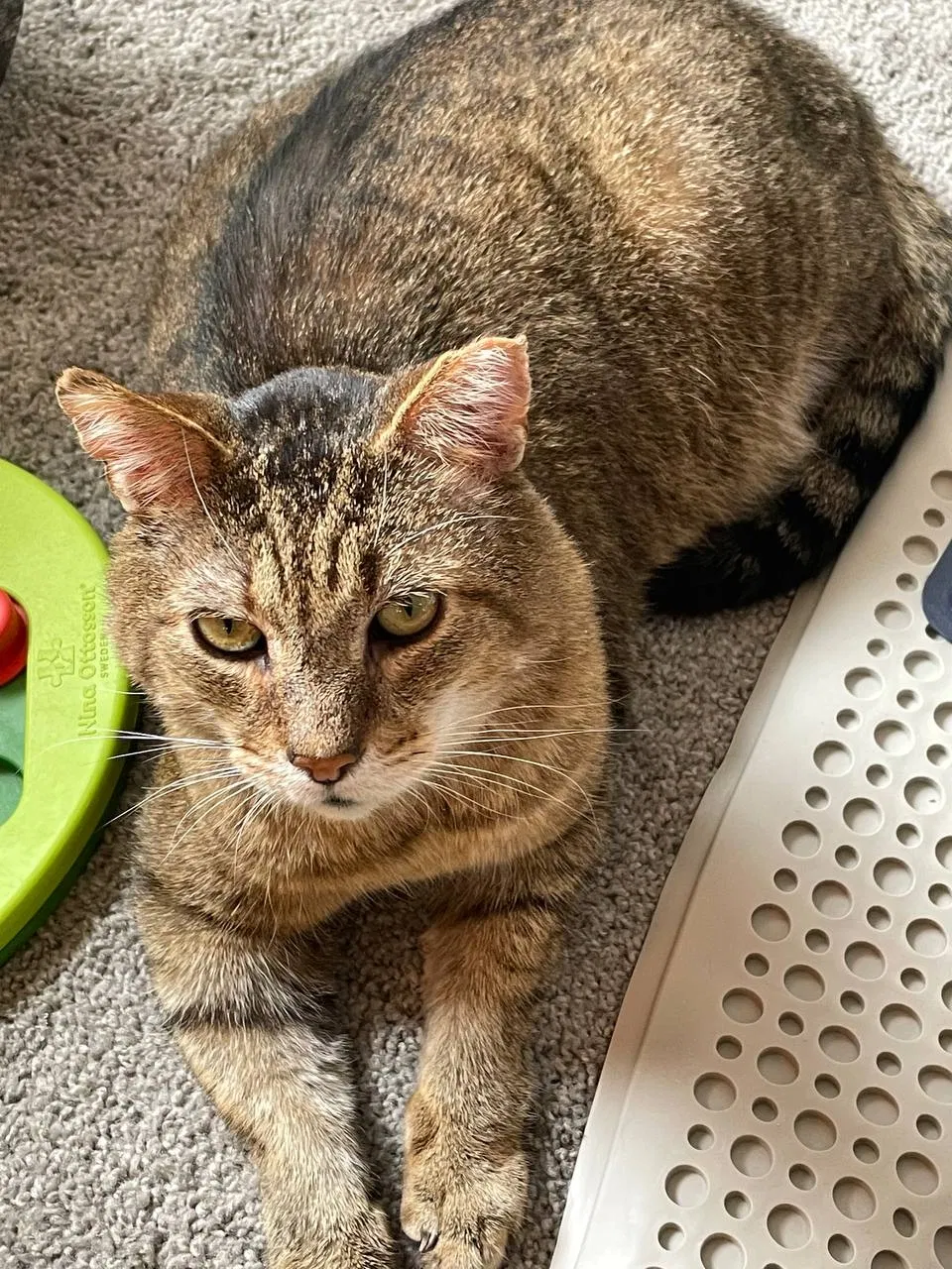 Lost cat in Gaithersburg, MD, 20878